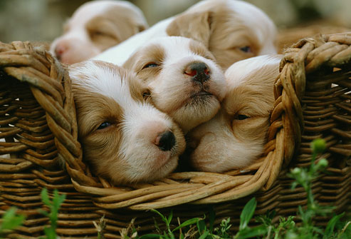 puppy-basket.jpg